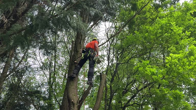 How Our Tree Care Process Works  in Pepperdine University, CA